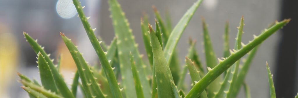 Kimyasal Ürünlere Kafa Tutan Tıbbi Bitki Aloe Vera blog fotoğrafı